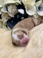 Male, a male Cocker Spaniel for sale in Zanesville, OH – Photo 6 of 7