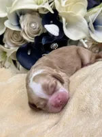 Male, a male Cocker Spaniel for sale in Zanesville, OH – Photo 7 of 7