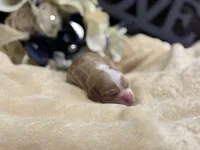 Male, a male Cocker Spaniel for sale in Zanesville, OH – Photo 3 of 7