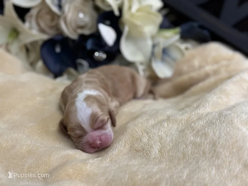 Male – Cocker Spaniel puppy for sale in Zanesville, OH