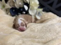 Male, a male Cocker Spaniel for sale in Zanesville, OH – Photo 4 of 7