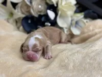 Male, a male Cocker Spaniel for sale in Zanesville, OH – Photo 2 of 7