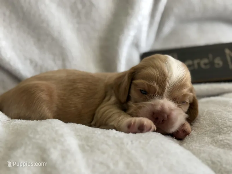 Male – Cocker Spaniel puppy for sale in Zanesville, OH