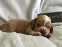 Male, a male Cocker Spaniel for sale in Zanesville, OH – 1 of 6
