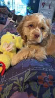 Stanley, a male Cocker Spaniel for sale in Zanesville, OH – 6 of 9
