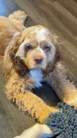 Stanley, a male Cocker Spaniel for sale in Zanesville, OH – 7 of 9