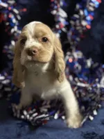 “Asher”, a male Cocker Spaniel for sale in Zanesville, OH – 2 of 8