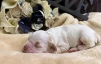 Male, a male Cocker Spaniel for sale in Zanesville, OH – Photo 3 of 5