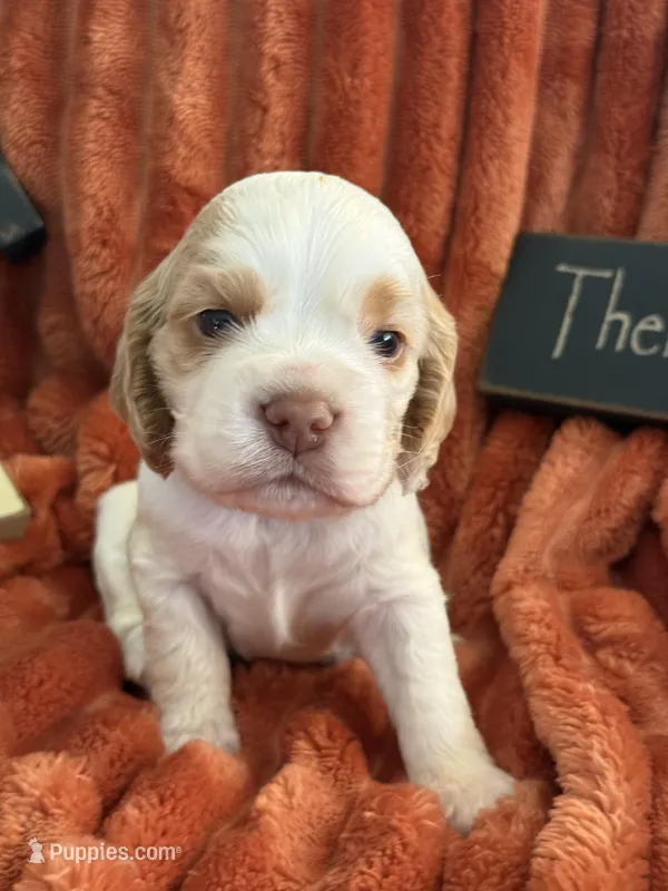 Male – Cocker Spaniel puppy for sale in Zanesville, OH