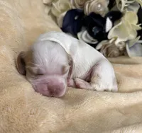 Male, a male Cocker Spaniel for sale in Zanesville, OH – Photo 2 of 5