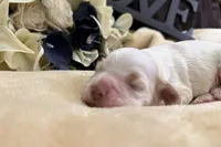 Male, a male Cocker Spaniel for sale in Zanesville, OH – Photo 5 of 5