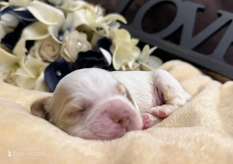 Male – Cocker Spaniel puppy for sale in Zanesville, OH