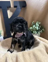 Female, a female Cocker Spaniel for sale in Zanesville, OH – 2 of 10