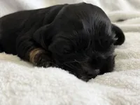 Female, a female Cocker Spaniel for sale in Zanesville, OH – 9 of 10