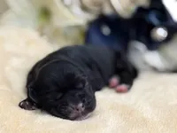 Female, a female Cocker Spaniel for sale in Zanesville, OH – Photo 3 of 5