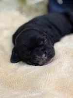 Female, a female Cocker Spaniel for sale in Zanesville, OH – Photo 2 of 5