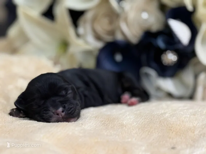 Female – Cocker Spaniel puppy for sale in Zanesville, OH