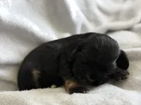 Female, a female Cocker Spaniel for sale in Zanesville, OH – 7 of 10