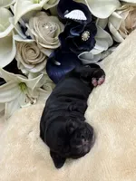 Female, a female Cocker Spaniel for sale in Zanesville, OH – Photo 5 of 5