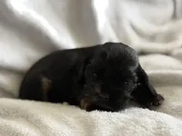 Female, a female Cocker Spaniel for sale in Zanesville, OH – 8 of 10