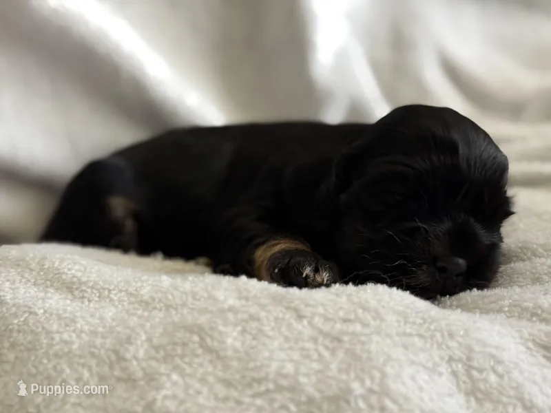 Female – Cocker Spaniel puppy for sale in Zanesville, OH