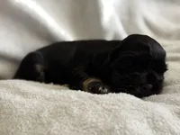 Female, a female Cocker Spaniel for sale in Zanesville, OH – 6 of 10