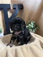 Female, a female Cocker Spaniel for sale in Zanesville, OH – 5 of 10