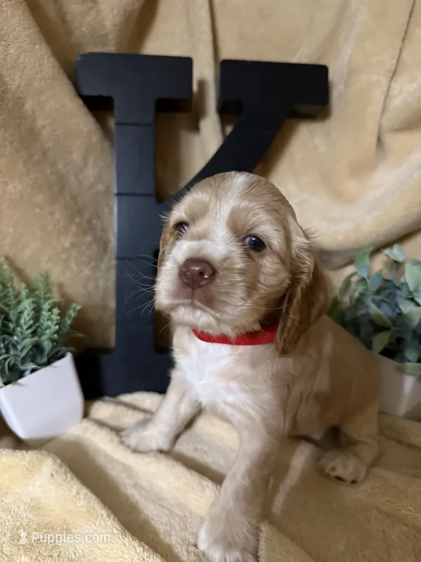 Female-red collar – Cocker Spaniel puppy for sale in Zanesville, OH