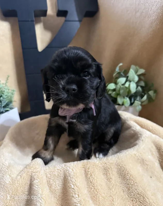 Female – Cocker Spaniel puppy for sale in Zanesville, OH