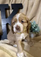 Female-yellow, a female Cocker Spaniel for sale in Zanesville, OH – 2 of 10
