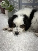 Rocky , a male Australian Cattle Dog and Cockapoo for sale in West Plains, MO – Photo 4 of 8