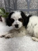Rocky , a male Australian Cattle Dog and Cockapoo for sale in West Plains, MO – Photo 8 of 8