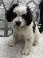 Rocky , a male Australian Cattle Dog and Cockapoo for sale in West Plains, MO – Photo 7 of 8