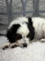 Rocky , a male Australian Cattle Dog and Cockapoo for sale in West Plains, MO – Photo 2 of 8