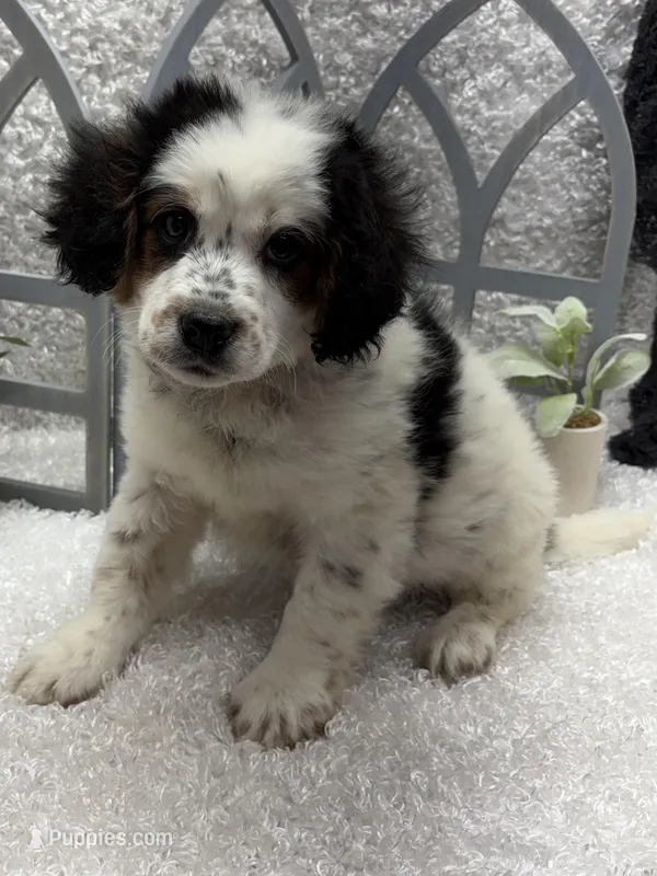 Rocky , a male Australian Cattle Dog and Cockapoo for sale in West Plains, MO – Photo 1 of 8