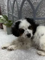 Rocky , a male Australian Cattle Dog and Cockapoo for sale in West Plains, MO – Photo 3 of 8