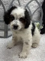 Rocky , a male Australian Cattle Dog and Cockapoo for sale in West Plains, MO – Photo 6 of 8