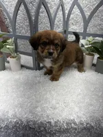 Max, a male Australian Cattle Dog and Cockapoo for sale in West Plains, MO – Photo 7 of 10