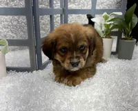 Max, a male Australian Cattle Dog and Cockapoo for sale in West Plains, MO – Photo 6 of 10
