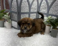 Max, a male Australian Cattle Dog and Cockapoo for sale in West Plains, MO – Photo 3 of 10
