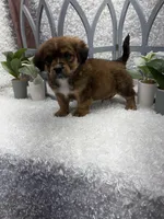 Max, a male Australian Cattle Dog and Cockapoo for sale in West Plains, MO – Photo 10 of 10