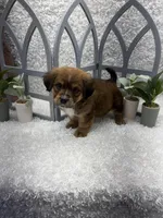 Max, a male Australian Cattle Dog and Cockapoo for sale in West Plains, MO – Photo 8 of 10