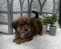 Max, a male Australian Cattle Dog and Cockapoo for sale in West Plains, MO – Photo 2 of 10