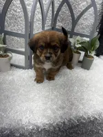 Max, a male Australian Cattle Dog and Cockapoo for sale in West Plains, MO – Photo 9 of 10