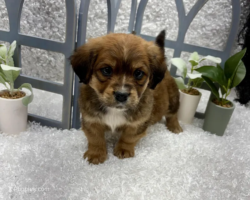 Max – Australian Cattle Dog, Cockapoo puppy for sale in West Plains, MO