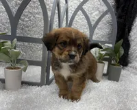 Max, a male Australian Cattle Dog and Cockapoo for sale in West Plains, MO – Photo 4 of 10