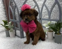 Lucy, a female Australian Cattle Dog and Cockapoo for sale in West Plains, MO – Photo 8 of 8