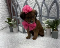 Lucy, a female Australian Cattle Dog and Cockapoo for sale in West Plains, MO – Photo 6 of 8