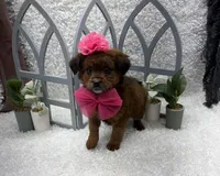Lucy, a female Australian Cattle Dog and Cockapoo for sale in West Plains, MO – Photo 4 of 8