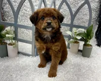 Lucy, a female Australian Cattle Dog and Cockapoo for sale in West Plains, MO – Photo 2 of 8
